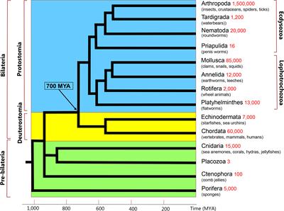 Review: The evolution of peptidergic signaling in Cnidaria and Placozoa, including a comparison with Bilateria